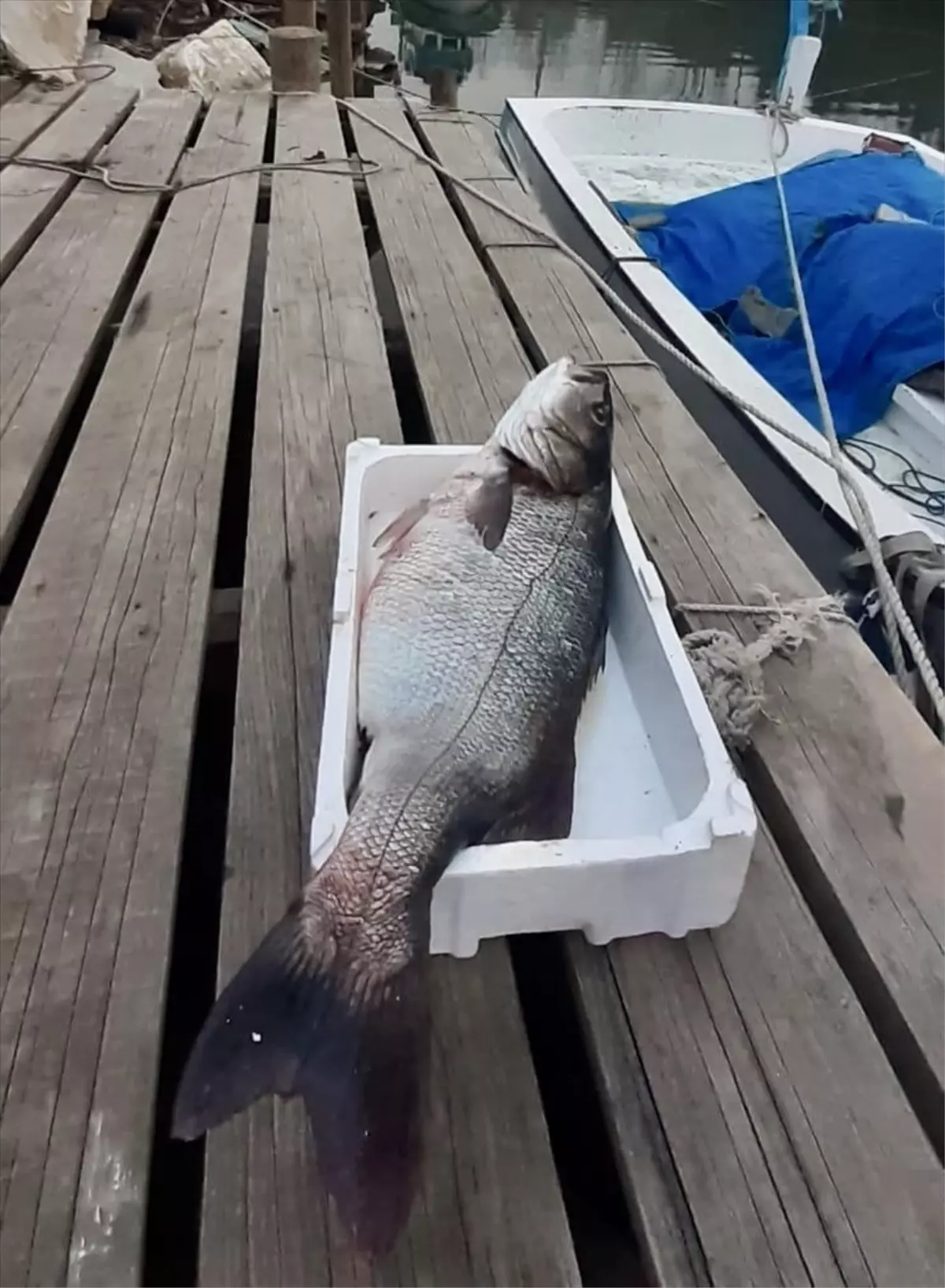 Sinop'ta 15 Kilogramlık Levrek Yakalandı