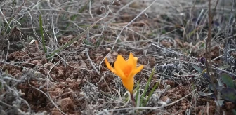 Yozgat'ta Bahar Erken Geldi: Çiğdemler Çiçek Açtı