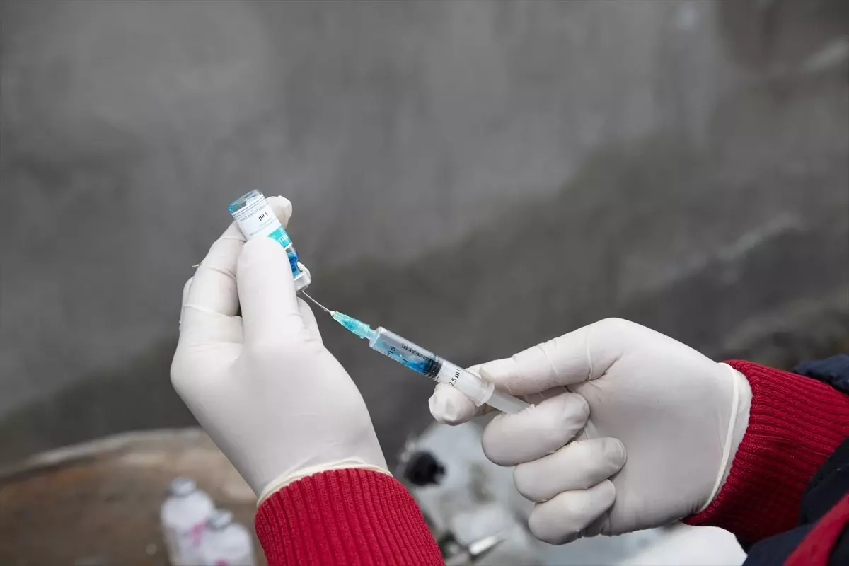 Ağrı'da Hayvanlara Şap Aşısı ve Küpe Takma Çalışması