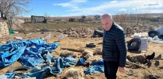 Karaman'da aşırı yağış nedeniyle çatısı çöken ahırdaki 20 koyun telef oldu