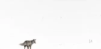 Aç kalan kızıl tilki karlı arazide avını yakaladı