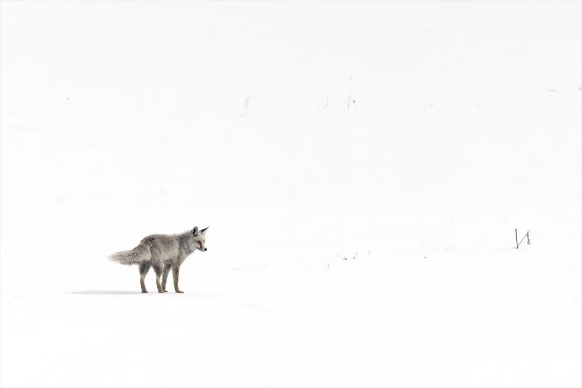 Aç kalan kızıl tilki karlı arazide avını yakaladı