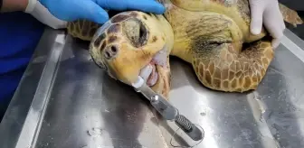 Yaralı Caretta Caretta Tedavi Edildikten Sonra Denize Bırakıldı