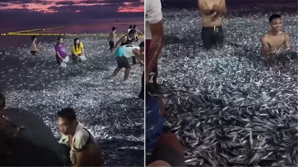 Filipinler'de milyonlarca balık karaya vurdu