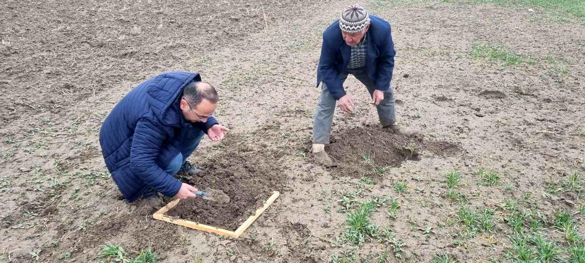 Kütahya'da Hububat Ekili Alanlarda Zararlı Böcek Tespit Edildi
