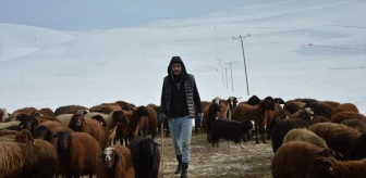 Erzurum'da Kış Mevsimi Sonrası Kuzuların Doğumuyla Mutluluk