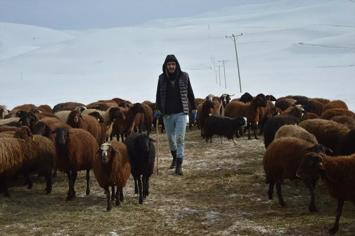 Erzurum'da Kış Mevsimi Sonrası Kuzuların Doğumuyla Mutluluk