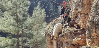 Uşak'ta mahsur kalan 8 keçi kurtarıldı