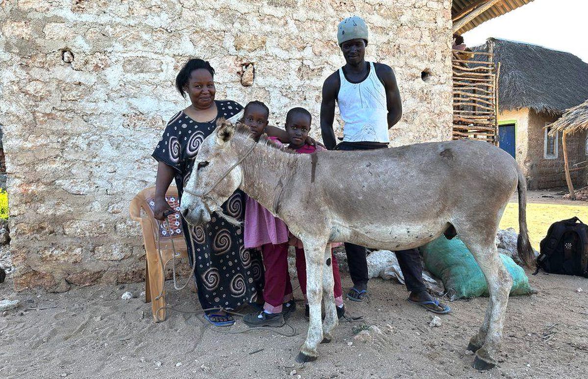 Eşek derisi ticareti: Afrika'da eşeklerin öldürülmesi ve deri ihracatı