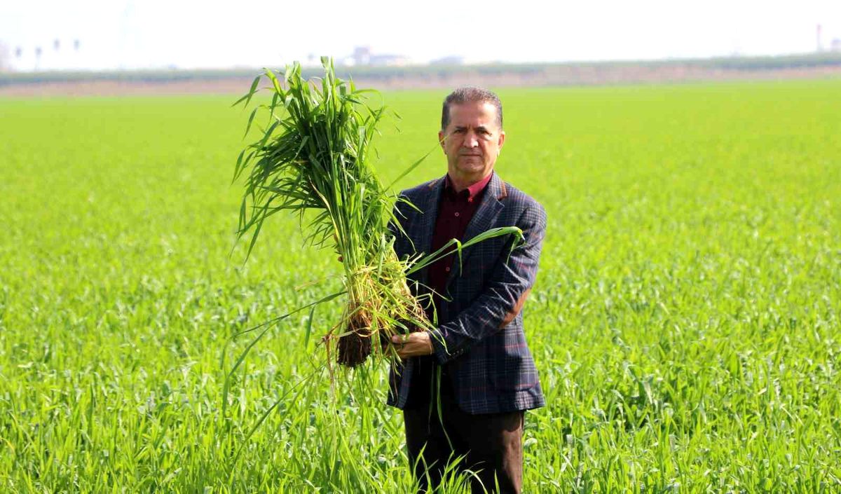Adana'da Buğday Verimi Artıyor