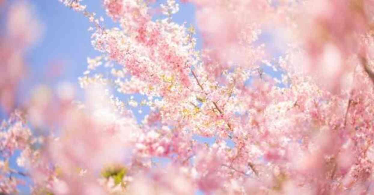 Cemre düştü mü 2024? İlk cemre düştü mü, ne zaman düşecek? Cemre hangi tarihte düşer? Cemre düştü mü 2024? İlk cemre düştü mü, ne zaman düşecek? Cemre hangi tarihte düşer?