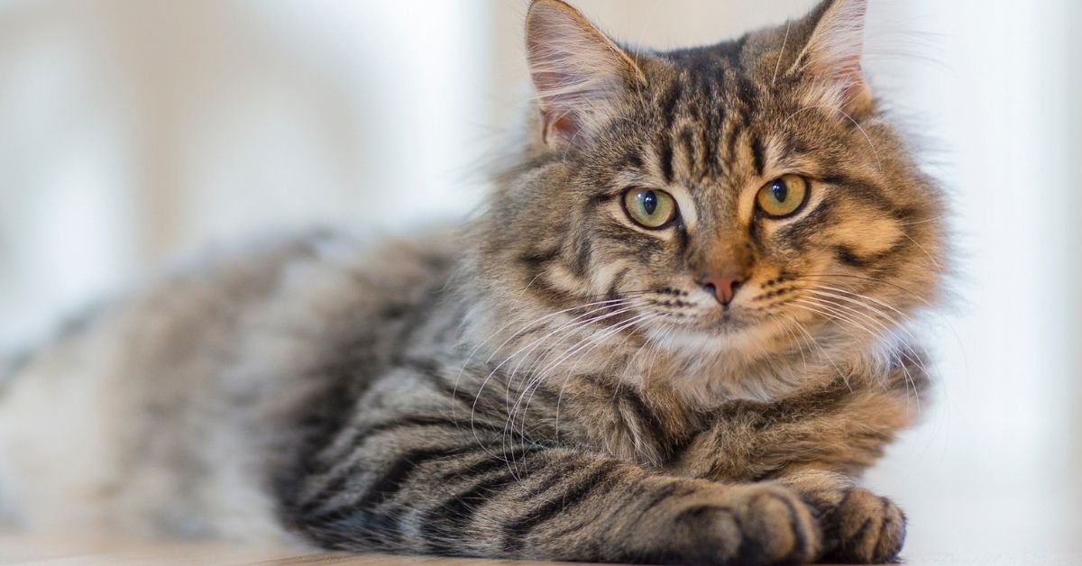 FIP nedir? Kedilerde FIP hastalığı nedir? Tedavisi var mı?
