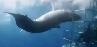 Köpek balığı, içinde iki dalgıcın bulunduğu kafese girmeye çalışırken boynunu keserek öldü
