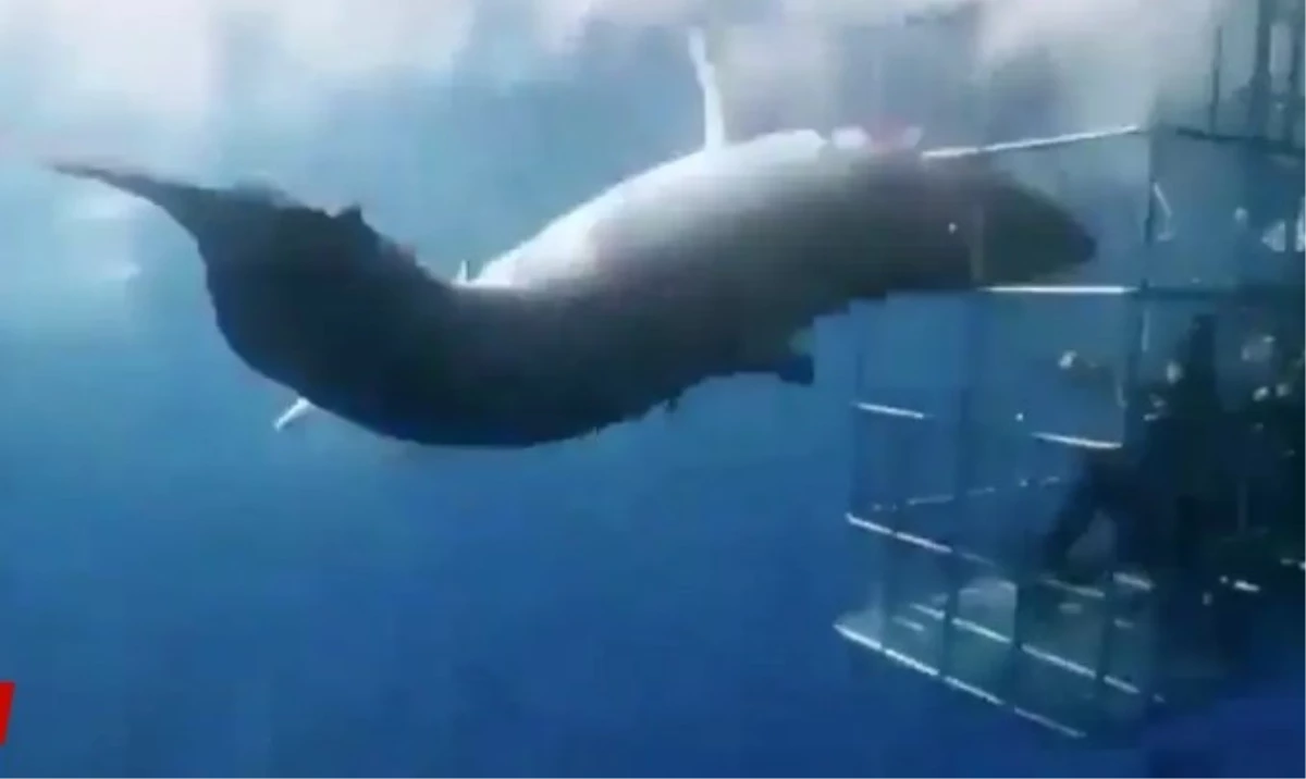 Köpek balığı, içinde iki dalgıcın bulunduğu kafese girmeye çalışırken boynunu keserek öldü