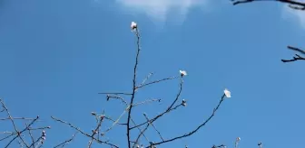 Çanakkale'de Şubat Ayında Erik Ağacı Çiçek Açtı