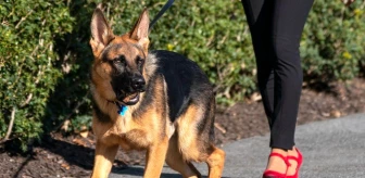 ABD Başkanı Joe Biden’in köpeği Commander, korumaları 24 kez ısırdı