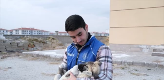 Karapınar'da Gönüllü Gençler Sokakta Aç Köpeklere Sahip Çıktı