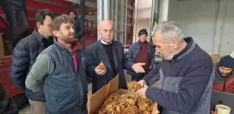 Samsun Bafra'da Tütün Alımları Başladı