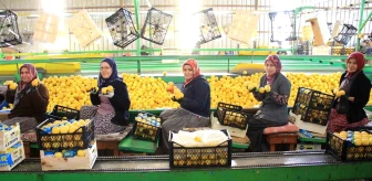 Mersin'de Limon Hasadında Kadınlar Görev Alıyor