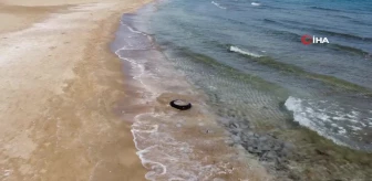 Akdeniz kıyılarını deniz anası bastı: Kızkalesi Sahili'ne yüzlercesi vurdu