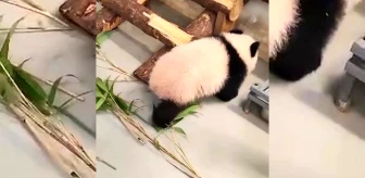 Rusya'nın ilk panda yavrusu Katyusha 6 aylık oldu