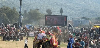 Aydın'da Deve Güreşi Festivali Düzenlendi