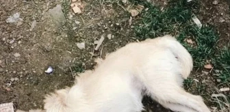 Gökçeada'da 14 Köpek Zehirlenerek Öldürüldü