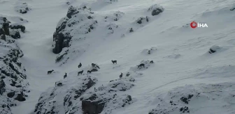 Dağ keçileri Munzur Dağları'na renk katıyor