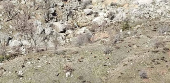 Adıyaman'ın Sincik ilçesinde dağ keçileri sürü halinde görüntülendi