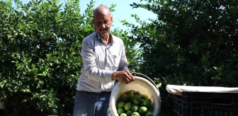 Adana'da Narenciye Üreticileri Karantina Önlemlerinin Artmasını Talep Ediyor