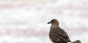 Antarktika'da İlk Kez Kuş Gribi (H5N1) Tespit Edildi