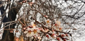 Burdur'da Badem Ağaçları Erken Çiçek Açtı