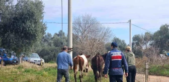 Aydın'da Kaybolan Hayvanlar Jandarma Tarafından Bulundu