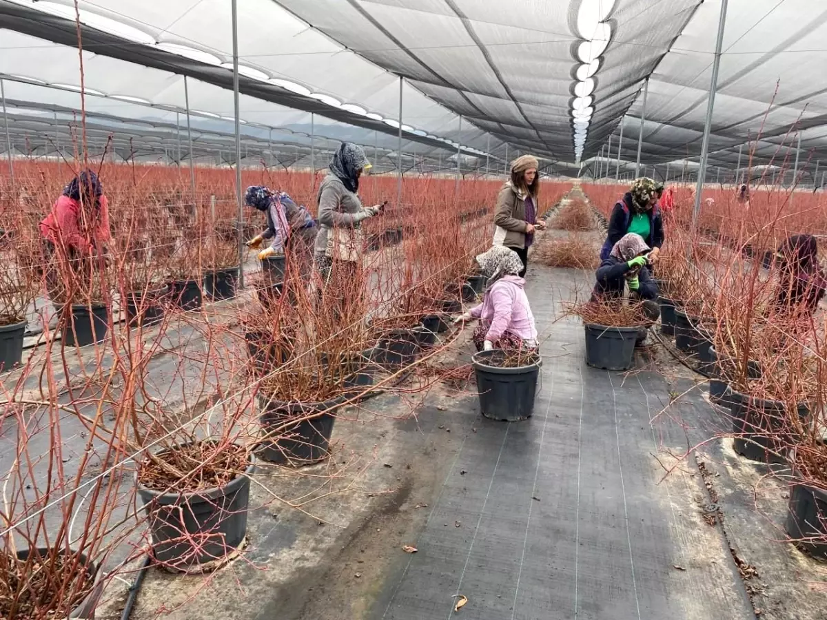 Manisa'da Yaban Mersini Üretiminde Artış Bekleniyor