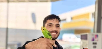 İnegöl'deki Hastane Kantininde Çalışan Gencin Muhabbet Kuşu İbiş