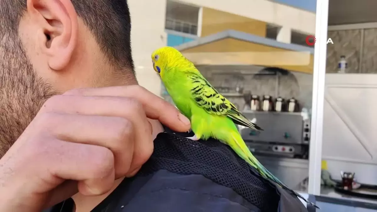 Çay servisi İbiş'ten: Bir an bile sahibinin omzundan ayrılmıyor