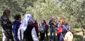 Fethiye'de Zeytin Budama Eğitimi İngilizce ve Almanca'ya da Çevrildi