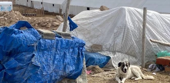 Kayseri'de çoban köpeği saldırısı: 7 yaşındaki çocuk yaralandı