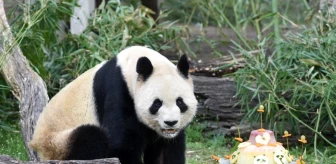 İspanya'da doğan üç dev panda Çin'e geri döndü