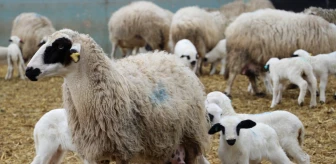 Amasya'daki Gökhöyük Tarım İşletmesinde Bafra Irkı Koyunlarda Bereketli Kuzu Sezonu
