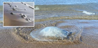 Hatay'da yüzlerce ölü denizanası kıyıya vurdu