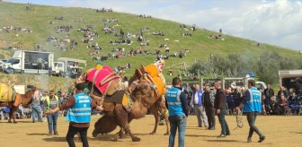Ödemiş'te Deve Güreşi Festivali Düzenlendi