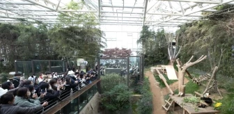 Güney Kore'nin ünlü pandası Fu Bao'yu görmek isteyen binlerce kişi Everland Resort'a akın etti