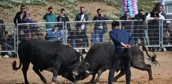 İzmir Kemalpaşa'da Boğa Güreşi Festivali düzenlendi