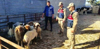 Kilis'te Kaybolan 6 Küçükbaş Koyun Bulundu