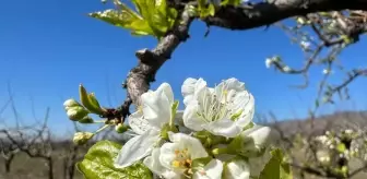 Tokat'ta Sıcak Hava Endişesi: Zirai Don Meyve Üretimini Tehdit Ediyor