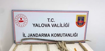 Yalova'da Kaçak Kazı Yapan 4 Kişi Yakalandı
