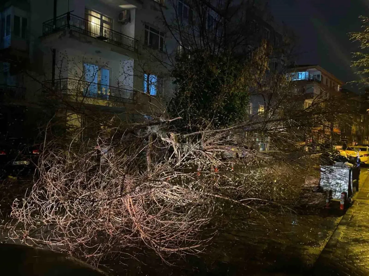 Ankara'da fırtına nedeniyle ağaç devrildi, sokak trafiğe kapatıldı