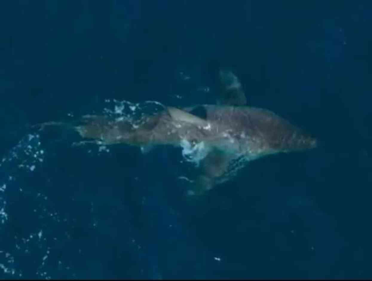 60 Yaşındaki katil balina, dev bir köpek balığını saniyeler içinde öldürdü: Bilim adamaları böyle bir saldırıya ilk kez şahit olduklarını söyledi 60 Yaşındaki katil balina, dev bir köpek balığını saniyeler içinde öldürdü: Bilim adamaları böyle bir saldırıya ilk kez şahit olduklarını söyledi