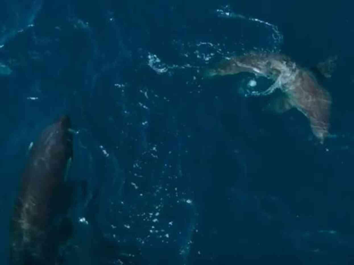 60 Yaşındaki katil balina, dev bir köpek balığını saniyeler içinde öldürdü: Bilim adamaları böyle bir saldırıya ilk kez şahit olduklarını söyledi 60 Yaşındaki katil balina, dev bir köpek balığını saniyeler içinde öldürdü: Bilim adamaları böyle bir saldırıya ilk kez şahit olduklarını söyledi